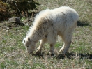 04-april-Mountain Goat-Mt. Rushmore